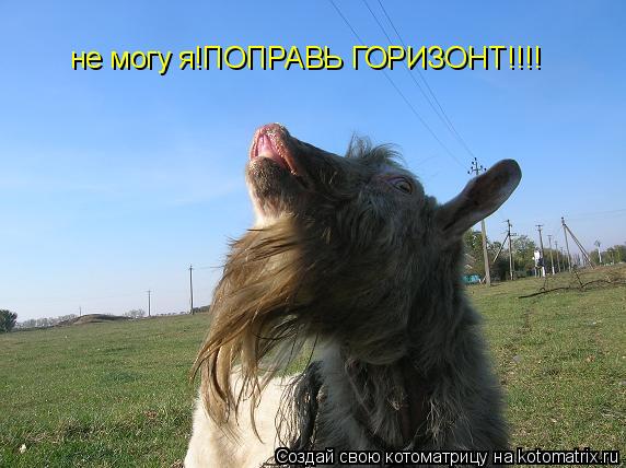 Котоматрица: не могу я!ПОПРАВЬ ГОРИЗОНТ!!!!