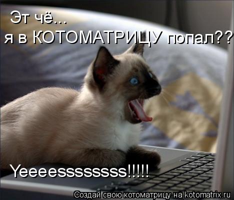 Котоматрица: Yeeeessssssss!!!!! Эт чё...  я в КОТОМАТРИЦУ попал??!!