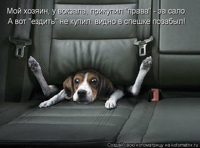 Мой хозяин, у вокзала, прикупил "права" - за сало. А вот "ездить" не купил, видно в спешке позабыл!... Котоматрица: Мой хозяин, у вокзала, прикупил "права" - за сало. А вот "ездить" не купил, видно в спешке позабыл!