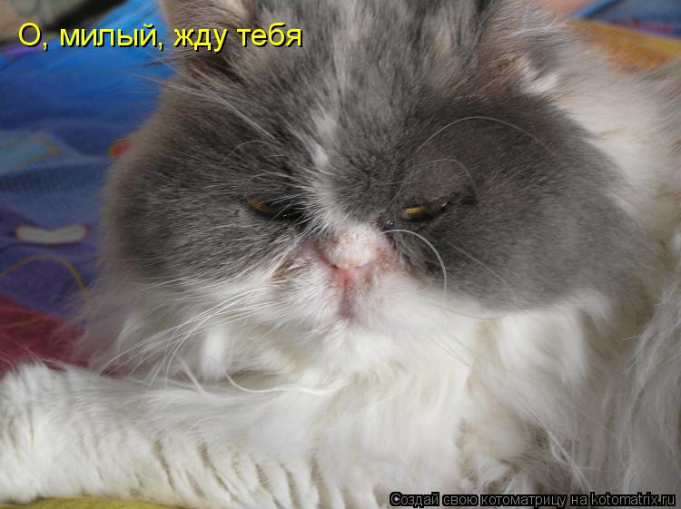 Котоматрица: О, милый, жду тебя