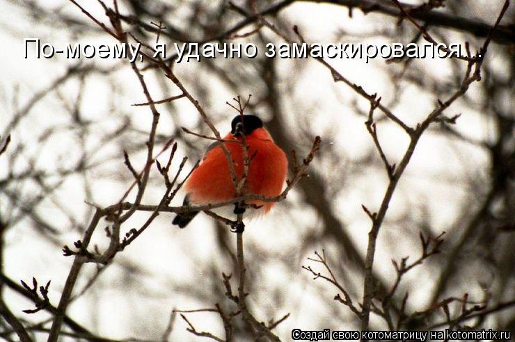 Котоматрица: По-моему, я удачно замаскировался...