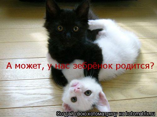 Котоматрица: А может, у нас зебрёнок родится?