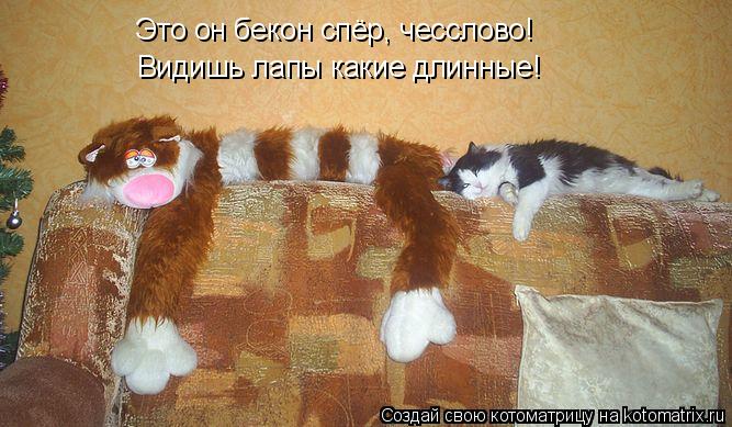 Котоматрица: Это он бекон спёр, чесслово! Видишь лапы какие длинные!