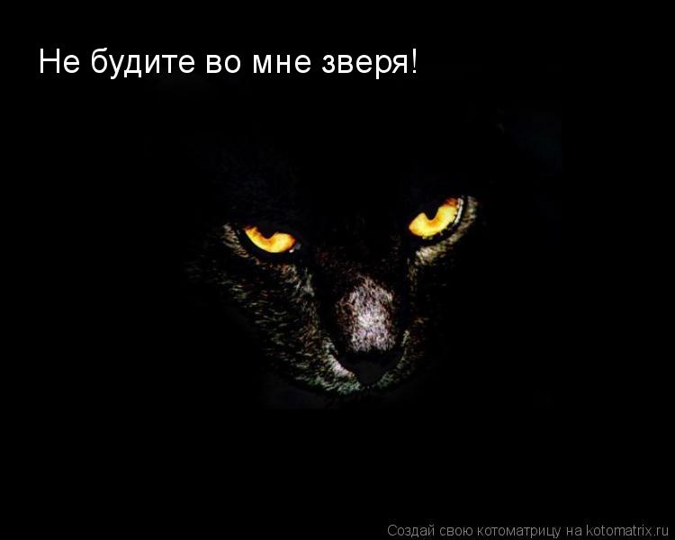Котоматрица: Не будите во мне зверя!