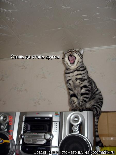 Котоматрица: Степь да степь кругом...