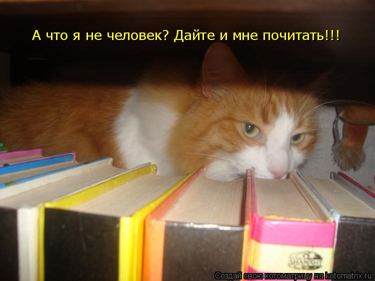 Котоматрица: А что я не человек? Дайте и мне почитать!!!