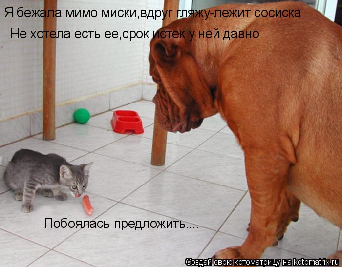 Котоматрица: Я бежала мимо миски,вдруг гляжу-лежит сосиска Не хотела есть ее,срок истек у ней давно Побоялась предложить....