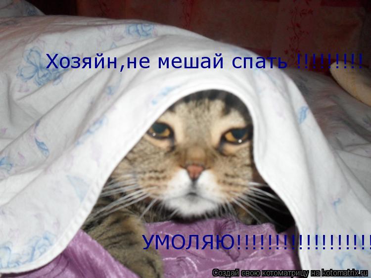 Котоматрица: Хозяйн,не мешай спать !!!!!!!!! УМОЛЯЮ!!!!!!!!!!!!!!!!!!!!!!!!!!!!!!!!