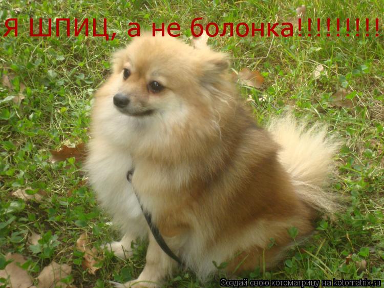 Котоматрица: Я ШПИЦ, а не болонка!!!!!!!!!