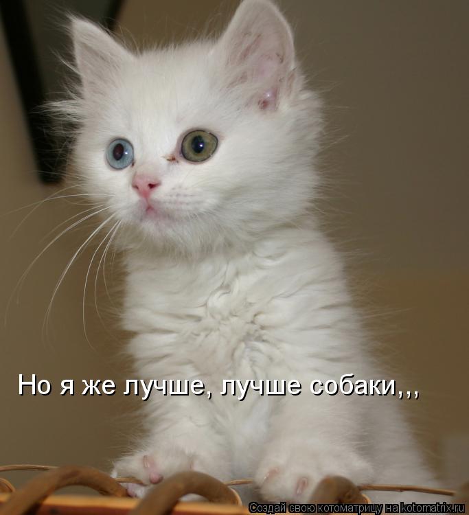 Котоматрица: Но я же лучше, лучше собаки,,,