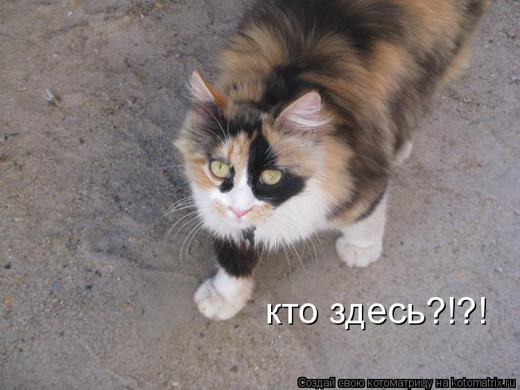 Котоматрица: кто здесь?!?!