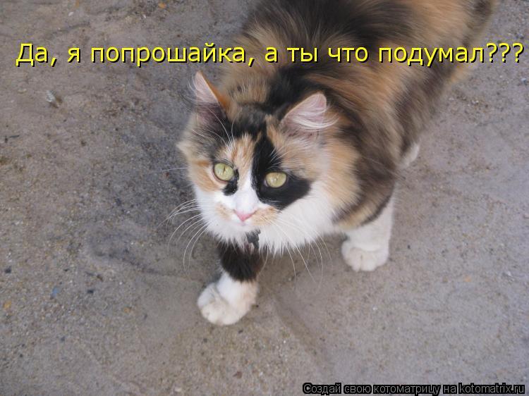 Котоматрица: Да, я попрошайка, а ты что подумал???