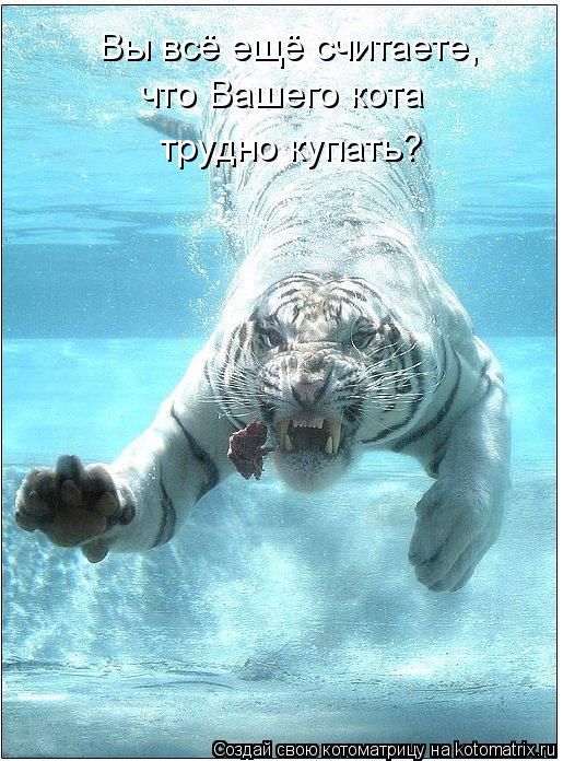 Котоматрица: Вы всё ещё считаете, что Вашего кота трудно купать?