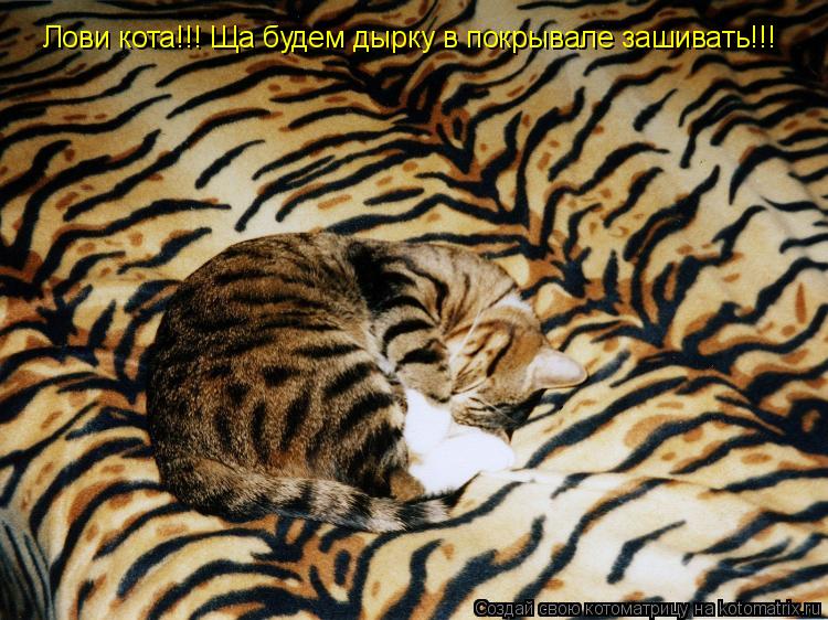 Котоматрица: Лови кота!!! Ща будем дырку в покрывале зашивать!!!