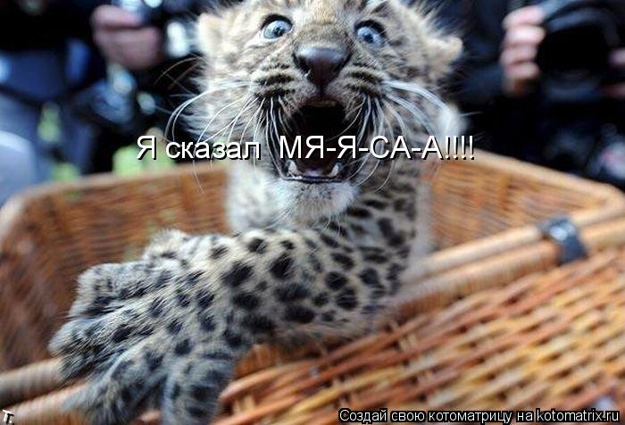 Котоматрица: Я сказал  МЯ-Я-СА-А!!!!