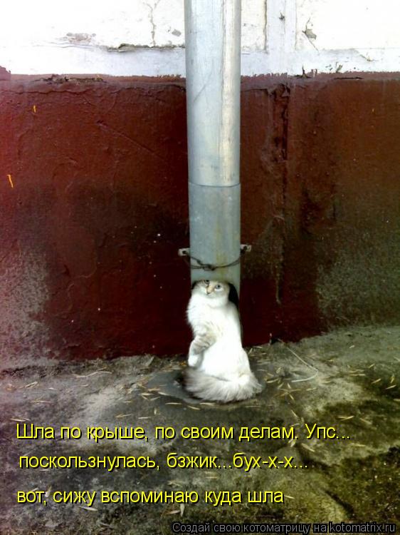 Шла по крыше, по своим делам. Упс... поскользнулась, бзжик...бух-х-х... вот, сижу вспоминаю куда шла... Котоматрица: Шла по крыше, по своим делам. Упс... поскользнулась, бзжик...бух-х-х... вот, сижу вспоминаю куда шла