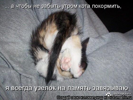 Котоматрица: ... а чтобы не забыть утром кота покормить, я всегда узелок на память завязываю