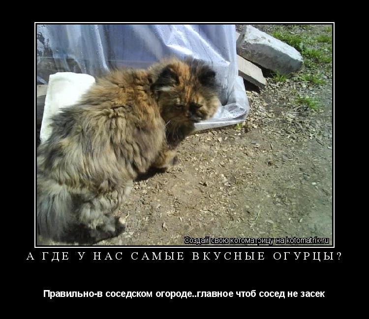 Котоматрица: А где у нас самые вкусные огурцы? Правильно-в соседском огороде..главное чтоб сосед не засек