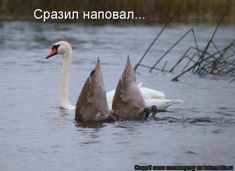 Сразил наповал...... Котоматрица: Сразил наповал...