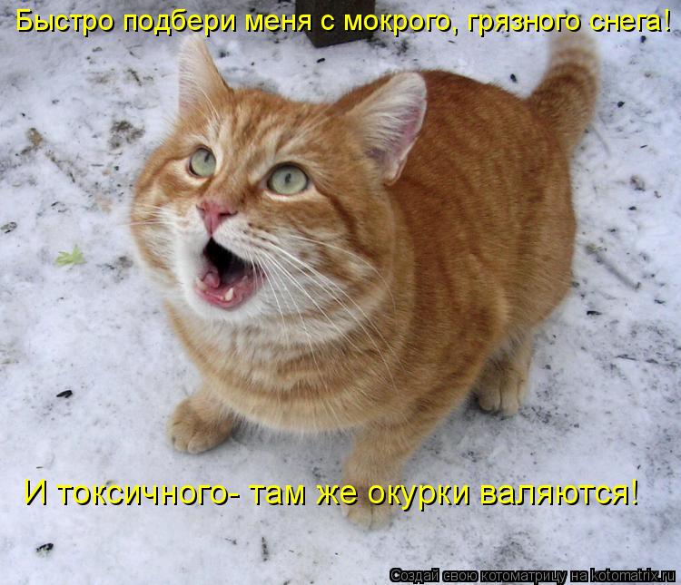 Быстро подбери меня с мокрого, грязного снега! И токсичного- там же окурки валяются!... Котоматрица: Быстро подбери меня с мокрого, грязного снега! И токсичного- там же окурки валяются!