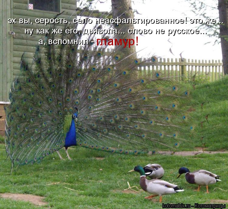эх вы, серость, село неасфальтированное! это же... ну как же его, дьявола... слово не русское... а,... Котоматрица: эх вы, серость, село неасфальтированное! это же... ну как же его, дьявола... слово не русское... а, вспомнил - гламур!