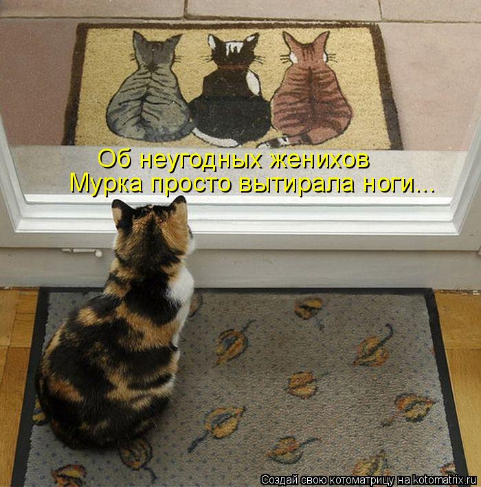 Об неугодных женихов Мурка просто вытирала ноги...... Котоматрица: Об неугодных женихов Мурка просто вытирала ноги...