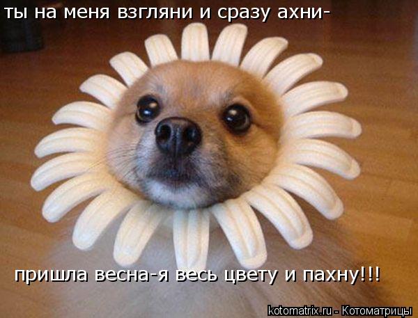 Котоматрица: ты на меня взгляни и сразу ахни- пришла весна-я весь цвету и пахну!!!