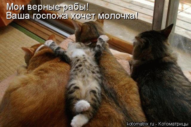 Котоматрица: Мои верные рабы! Ваша госпожа хочет молочка!
