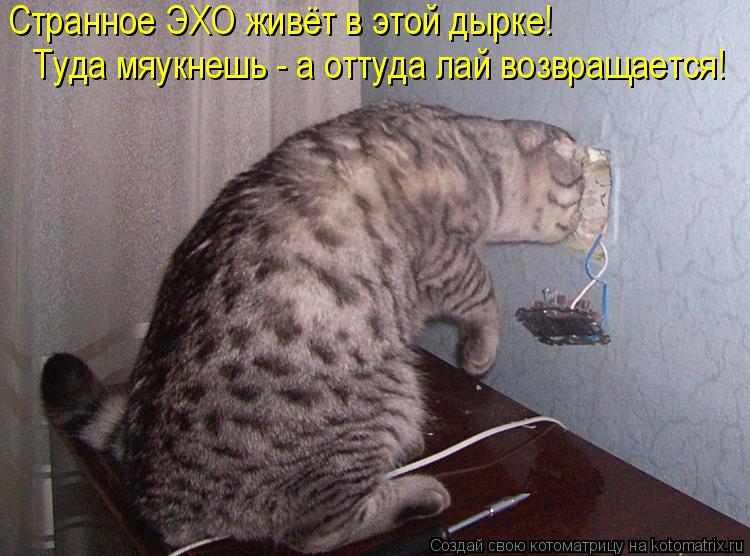 Странное ЭХО живёт в этой дырке! Туда мяукнешь - а оттуда лай возвращается!... Котоматрица: Странное ЭХО живёт в этой дырке! Туда мяукнешь - а оттуда лай возвращается!