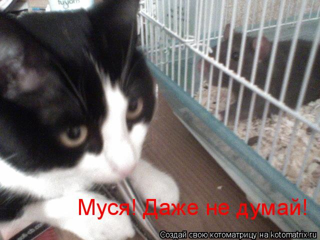 Котоматрица: Муся! Даже не думай!