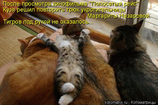 После просмотра кинофильма "Полосатый рейс" Кузя решил повторить трюк укротительницы Маргариты Назар... Котоматрица: После просмотра кинофильма "Полосатый рейс" Кузя решил повторить трюк укротительницы Маргариты Назаровой. Тигров под рукой не оказалось...
