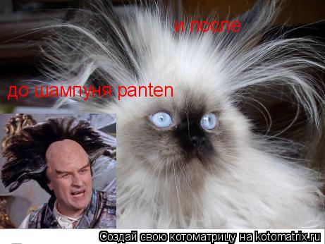 Котоматрица: до шампуня panten и после