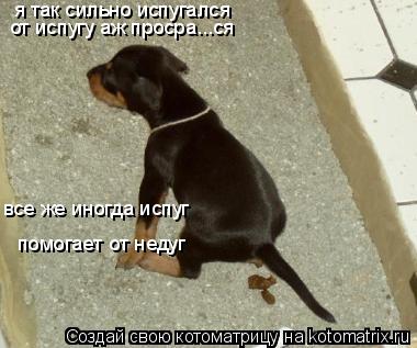 Котоматрица: я так сильно испугался  все же иногда испуг  помогает от недуг от испугу аж просpa...ся