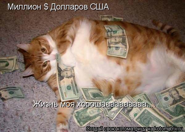 Котоматрица: Миллион $ Долларов США  Жизнь моя хорошаааааааааа....