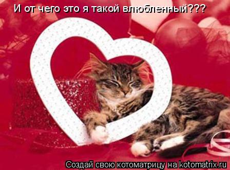 Котоматрица: И от чего это я такой влюбленный???