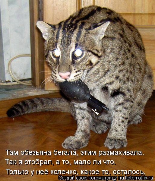 Там обезьяна бегала, этим размахивала. Так я отобрал, а то, мало ли что. Только у неё колечко, какое ... Котоматрица: Там обезьяна бегала, этим размахивала. Так я отобрал, а то, мало ли что. Только у неё колечко, какое то, осталось.