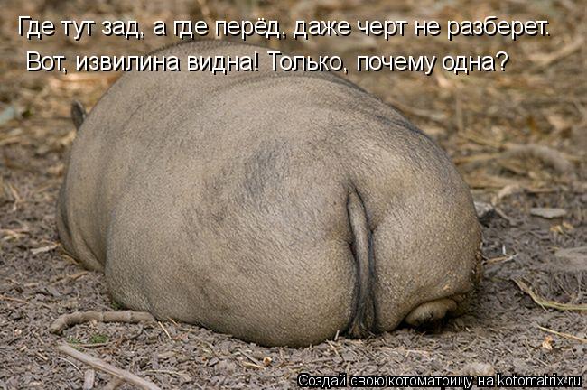 Где тут зад, а где перёд, даже черт не разберет. Вот, извилина видна! Только, почему одна?... Котоматрица: Где тут зад, а где перёд, даже черт не разберет. Вот, извилина видна! Только, почему одна?