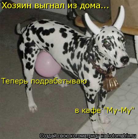 Котоматрица: Хозяин выгнал из дома... Теперь подрабатываю  в кафе "Му-Му"