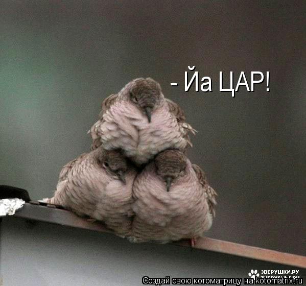 Котоматрица: - Йа ЦАР!