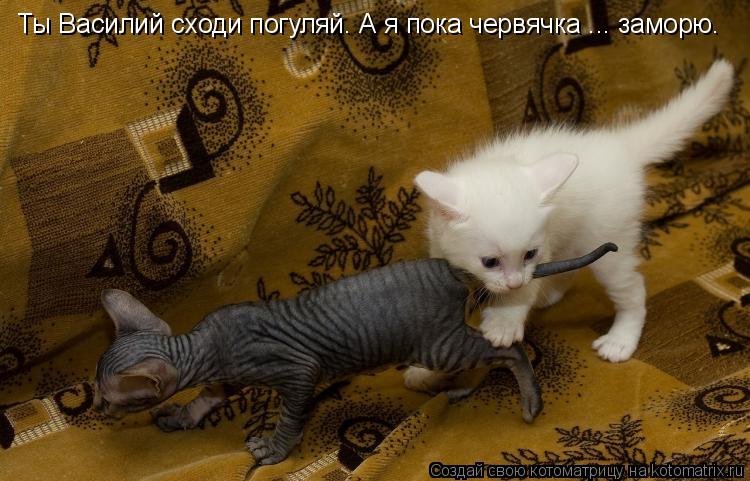 Котоматрица: Ты Василий сходи погуляй. А я пока червячка ... заморю.