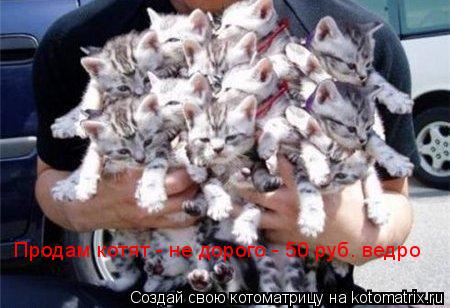 Котоматрица: Продам котят - не дорого - 50 руб. ведро