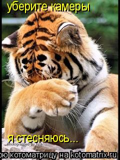 Котоматрица: уберите камеры я стесняюсь...