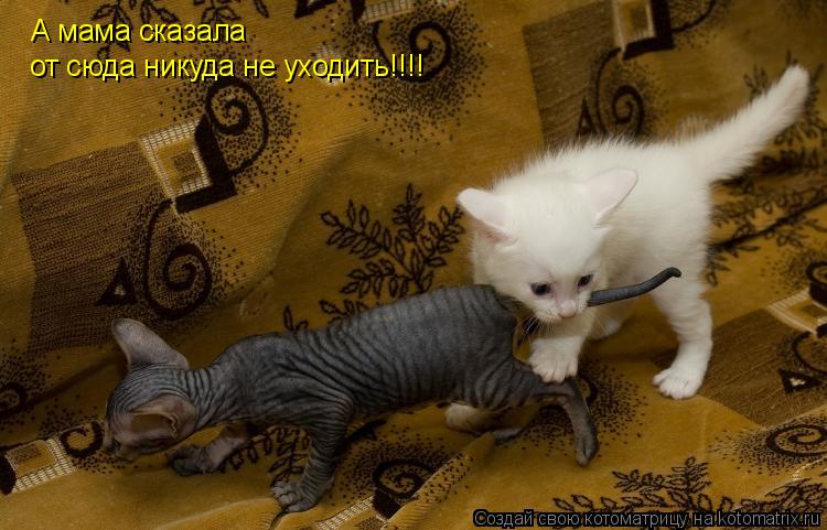 Котоматрица: А мама сказала от сюда никуда не уходить!!!!