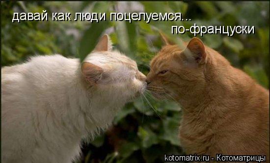Котоматрица: давай как люди поцелуемся... по-француски