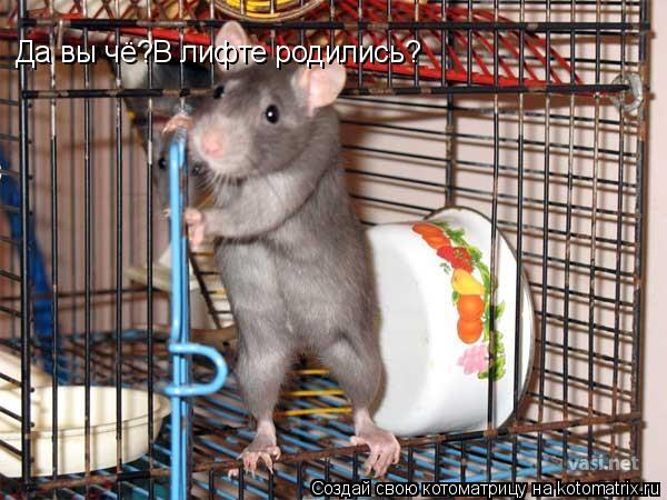 Котоматрица: Да вы чё?В лифте родились?