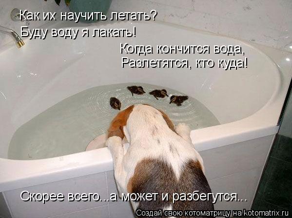 Котоматрица: Как их научить летать? Буду воду я лакать! Когда кончится вода, Разлетятся, кто куда! Скорее всего...а может и разбегутся...