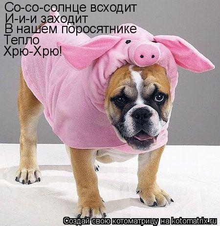 Котоматрица: Со-со-солнце всходит И-и-и заходит В нашем поросятнике Тепло Хрю-Хрю!