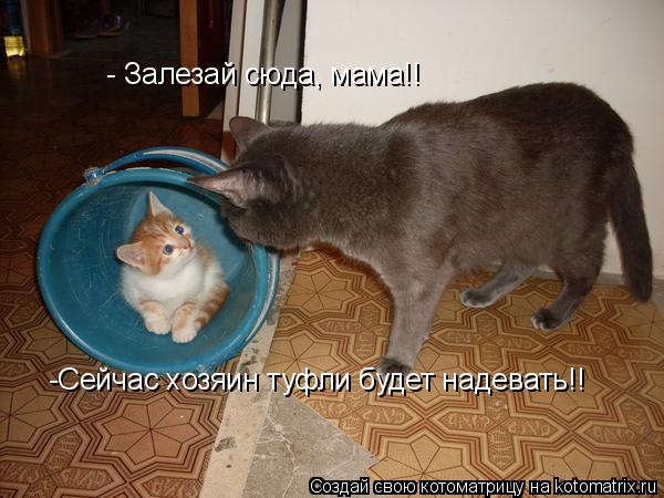- Залезай сюда, мама!! -Сейчас хозяин туфли будет надевать!!... Котоматрица: - Залезай сюда, мама!! -Сейчас хозяин туфли будет надевать!!