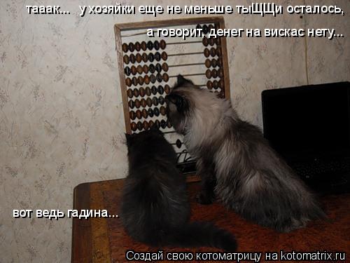 Котоматрица: у хозяйки еще не меньше тыЩЩи осталось,   а говорит, денег на вискас нету... тааак... вот ведь гадина...