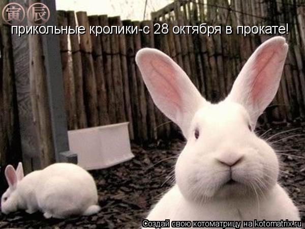Котоматрица: прикольные кролики-с 28 октября в прокате!